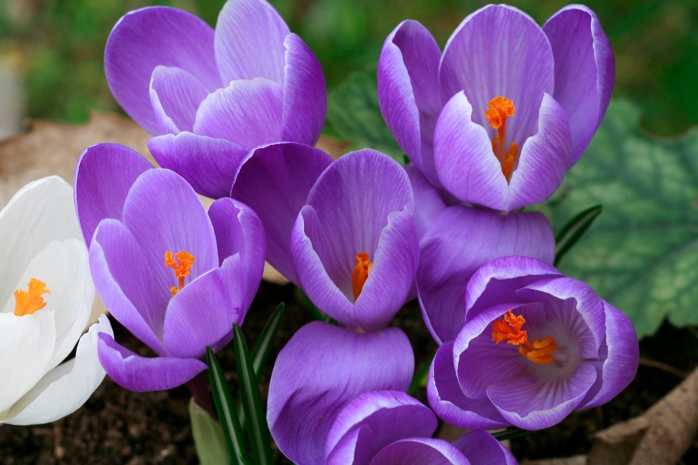 Krokus